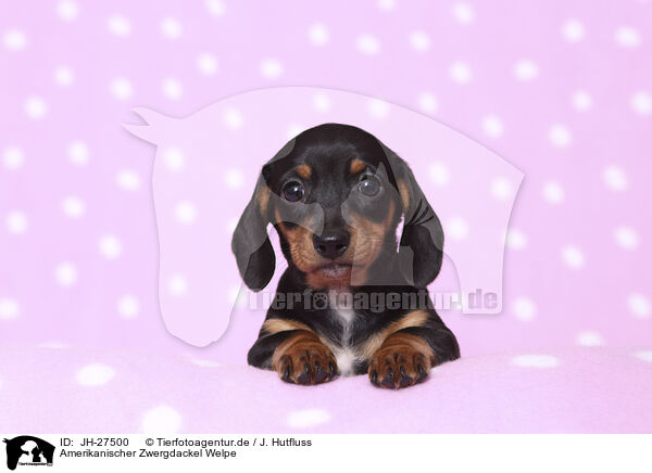 Amerikanischer Zwergdackel Welpe / American Miniature Dachshund Puppy / JH-27500