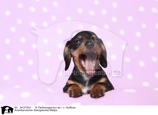 Amerikanischer Zwergdackel Welpe / American Miniature Dachshund Puppy / JH-27501