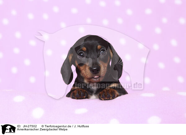 Amerikanischer Zwergdackel Welpe / American Miniature Dachshund Puppy / JH-27502