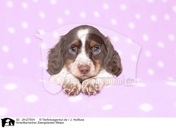 Amerikanischer Zwergdackel Welpe / American Miniature Dachshund Puppy / JH-27504