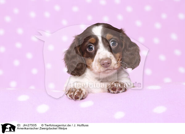 Amerikanischer Zwergdackel Welpe / American Miniature Dachshund Puppy / JH-27505