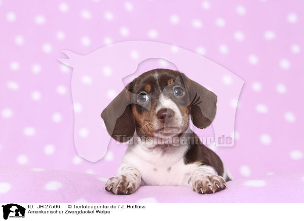 Amerikanischer Zwergdackel Welpe / American Miniature Dachshund Puppy / JH-27506