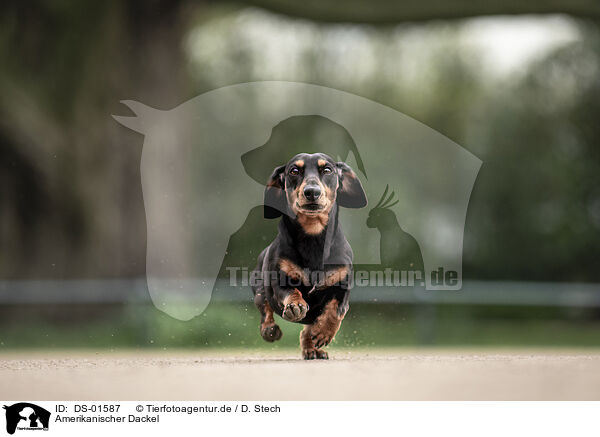 Amerikanischer Dackel / American Dachshund / DS-01587