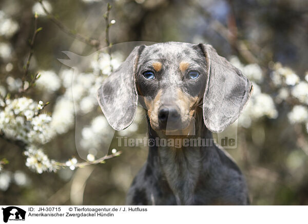 Amerikanischer Zwergdackel Hndin / female american miniature dachshund / JH-30715