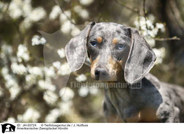 Amerikanischer Zwergdackel Hndin / female american miniature dachshund / JH-30724