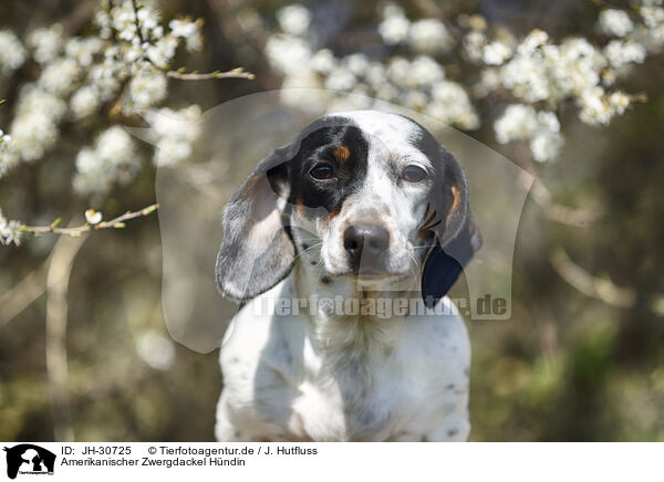 Amerikanischer Zwergdackel Hndin / female american miniature dachshund / JH-30725