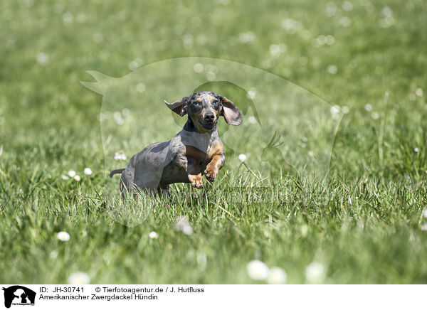 Amerikanischer Zwergdackel Hndin / female american miniature dachshund / JH-30741