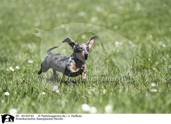 Amerikanischer Zwergdackel Hndin / female american miniature dachshund / JH-30742