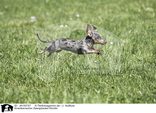 Amerikanischer Zwergdackel Hndin / female american miniature dachshund / JH-30747