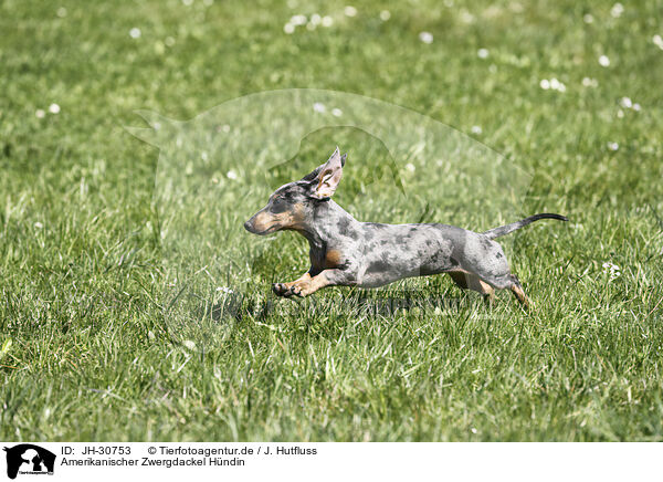 Amerikanischer Zwergdackel Hndin / female american miniature dachshund / JH-30753