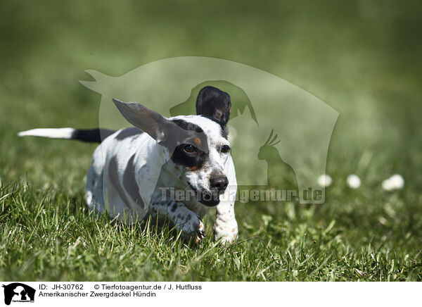 Amerikanischer Zwergdackel Hndin / female american miniature dachshund / JH-30762