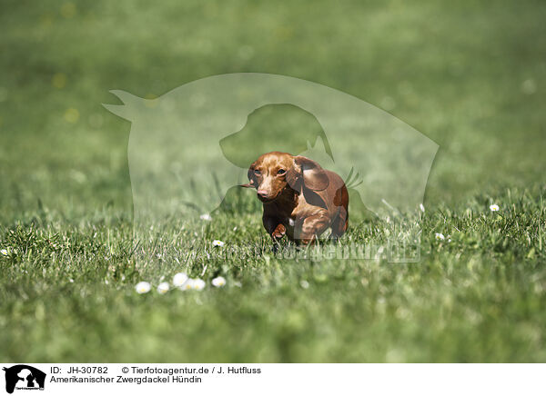 Amerikanischer Zwergdackel Hndin / female american miniature dachshund / JH-30782