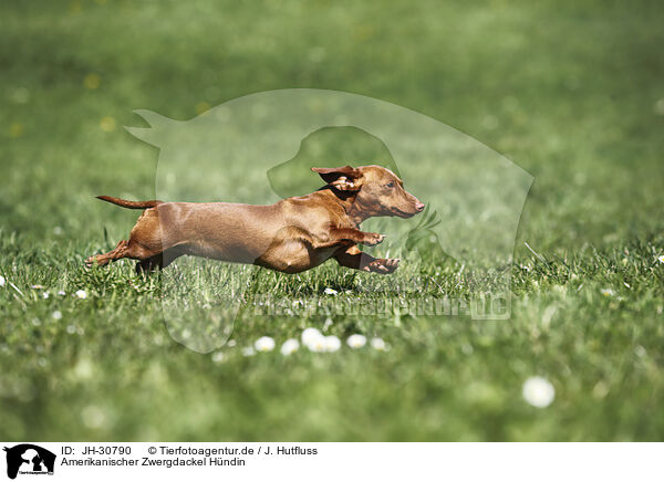 Amerikanischer Zwergdackel Hndin / female american miniature dachshund / JH-30790