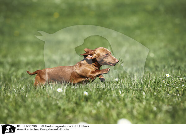 Amerikanischer Zwergdackel Hndin / female american miniature dachshund / JH-30796
