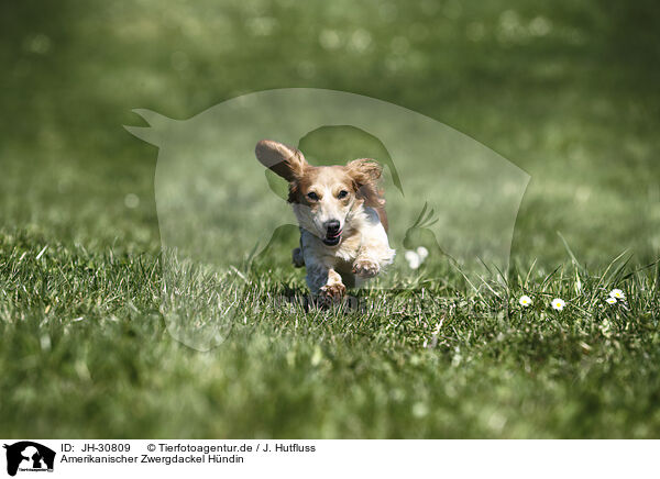 Amerikanischer Zwergdackel Hndin / female american miniature dachshund / JH-30809