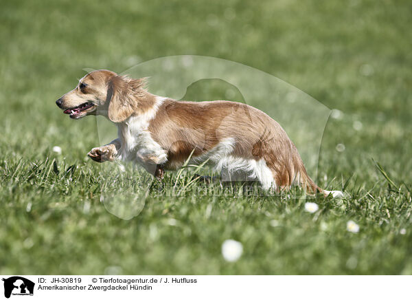 Amerikanischer Zwergdackel Hndin / female american miniature dachshund / JH-30819