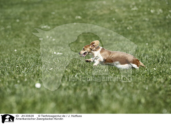Amerikanischer Zwergdackel Hndin / female american miniature dachshund / JH-30828