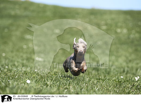 Amerikanischer Zwergdackel Rde / male american miniature dachshund / JH-30846