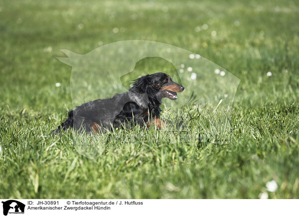 Amerikanischer Zwergdackel Hndin / female american miniature dachshund / JH-30891