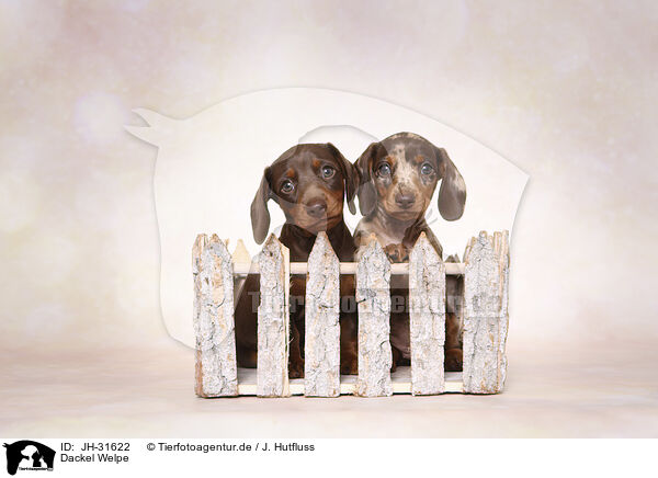 Dackel Welpe / Dachshund puppy / JH-31622