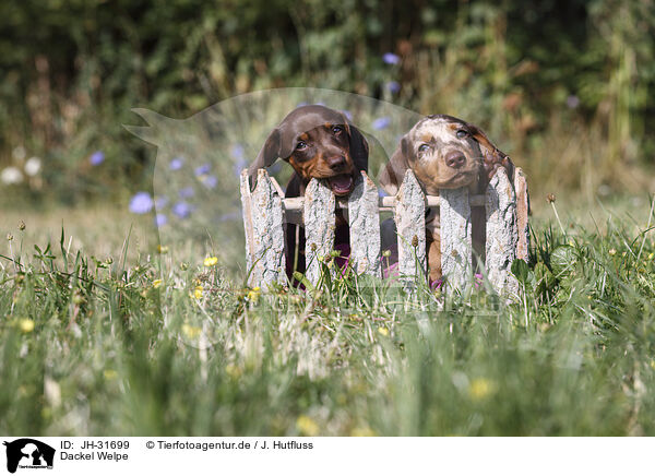 Dackel Welpe / Dachshund puppy / JH-31699