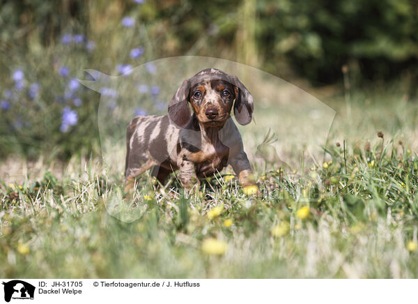 Dackel Welpe / Dachshund puppy / JH-31705