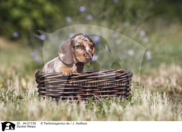 Dackel Welpe / Dachshund puppy / JH-31736