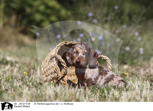 Dackel Welpe / Dachshund puppy / JH-31739