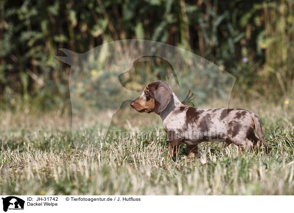 Dackel Welpe / Dachshund puppy / JH-31742