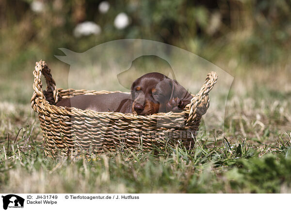 Dackel Welpe / Dachshund puppy / JH-31749