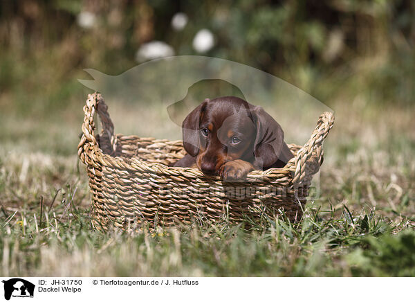 Dackel Welpe / Dachshund puppy / JH-31750