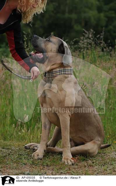 sitzende Antikdogge / sitting Antikdogge / AP-05035