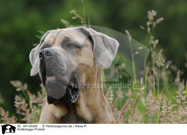 Antikdogge Portrait / Antique Dogge Portrait / AP-05060