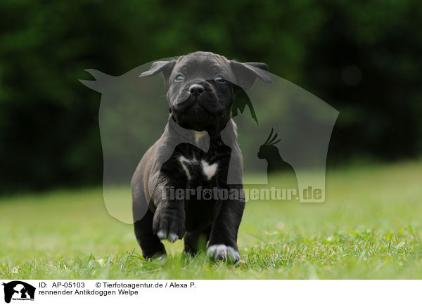 rennender Antikdoggen Welpe / running Antikdoggen puppy / AP-05103