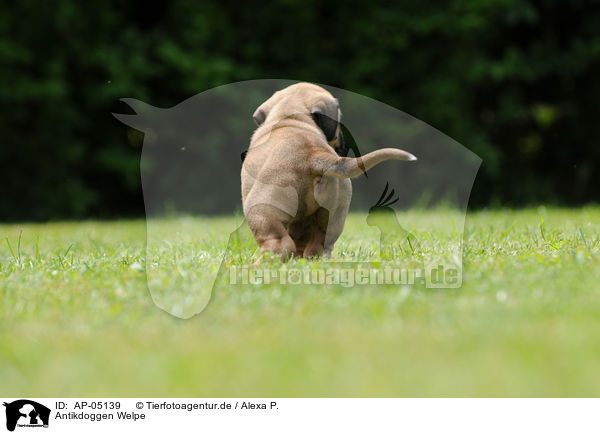 Antikdoggen Welpe / Antikdoggen puppy / AP-05139