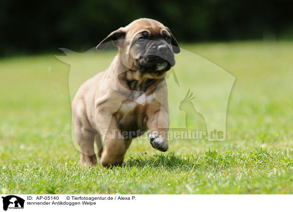 rennender Antikdoggen Welpe / running Antikdoggen puppy / AP-05140