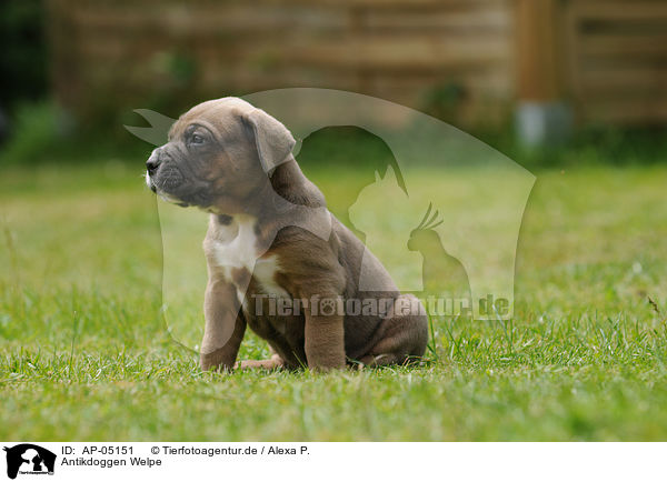 Antikdoggen Welpe / Antikdoggen puppy / AP-05151