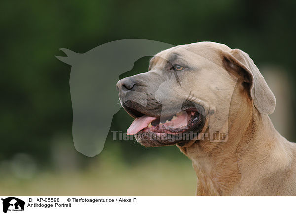 Antikdogge Portrait / AP-05598