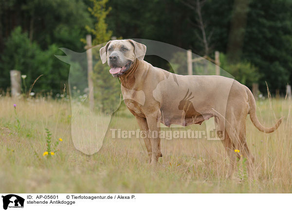 stehende Antikdogge / standing Antikdogge / AP-05601
