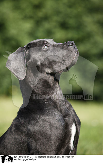 Antikdogge Welpe / Antikdogge Puppy / RR-45549