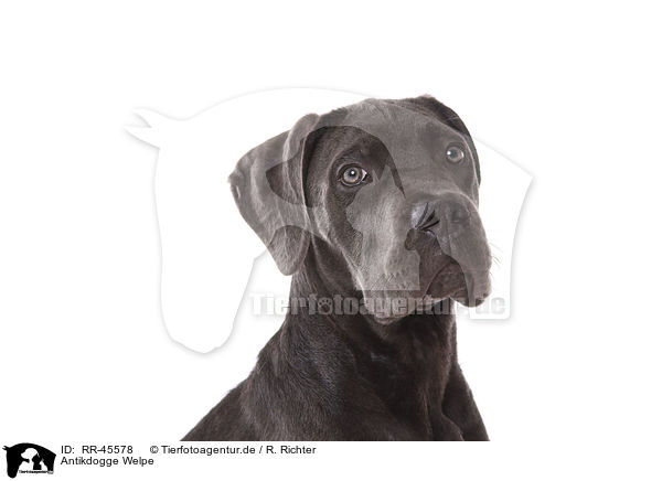 Antikdogge Welpe / Antikdogge Puppy / RR-45578