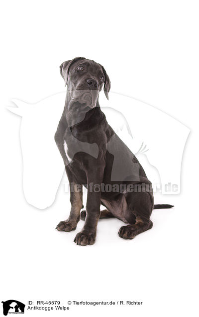 Antikdogge Welpe / Antikdogge Puppy / RR-45579