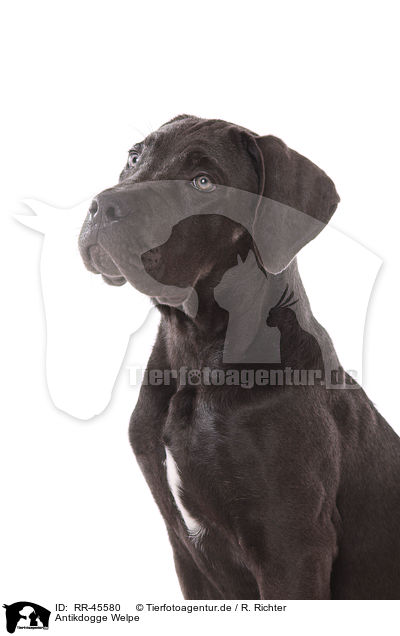 Antikdogge Welpe / Antikdogge Puppy / RR-45580