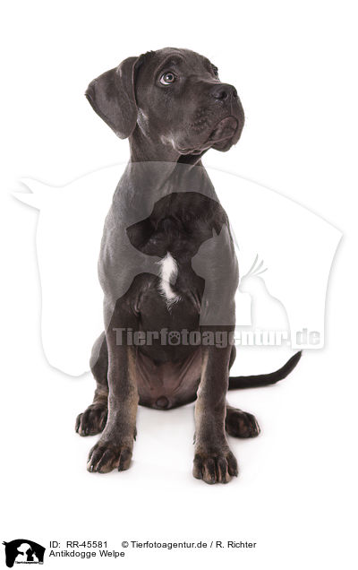 Antikdogge Welpe / Antikdogge Puppy / RR-45581