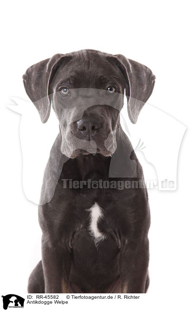 Antikdogge Welpe / Antikdogge Puppy / RR-45582