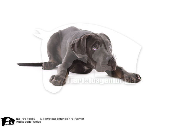 Antikdogge Welpe / Antikdogge Puppy / RR-45583