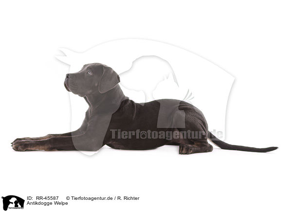Antikdogge Welpe / Antikdogge Puppy / RR-45587