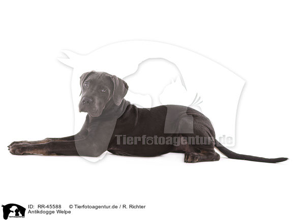 Antikdogge Welpe / Antikdogge Puppy / RR-45588