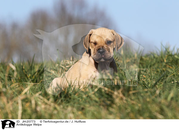 Antikdogge Welpe / Antique Mastiff Puppy / JH-20773