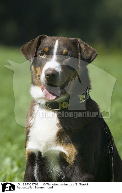 Appenzeller Sennenhund / SST-01762